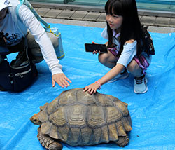 リクガメの甲羅に触ってみよう！