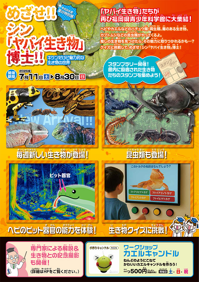 チラシ裏面